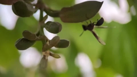 Wasp working on the stem of a flower Stock Footage 282192486