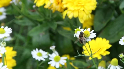 Wasp On Yellow Flower Vídeo Stock 53870740