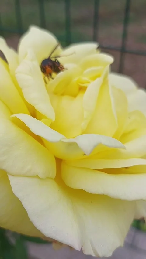 Wasp on a Yellow Rose Stock-Footage 345531142