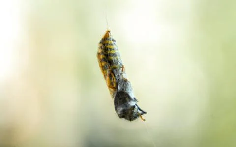 Wasp yellowjacket cought in spider web yellow black Stock Photos