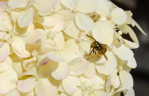 Wasp yellowjacket on white summer hydrangea blossom flower Stock Photos