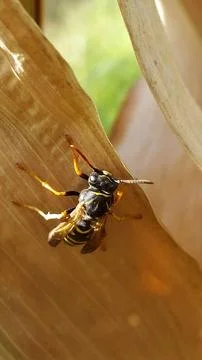 Wasp. A young wasp on a leaf of corn. Wasp and dry corn leaves Stock Photos
