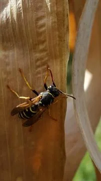 Wasp. A young wasp on a leaf of corn. Wasp and dry corn leaves Foto stock