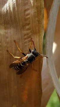 Wasp. A young wasp on a leaf of corn. Wasp and dry corn leaves Stock Photos