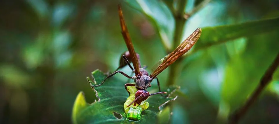 Wasp/hornet eating a worm Stock Photos