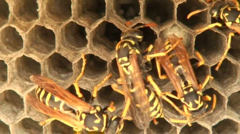 Wasps 1 Video stock 111297