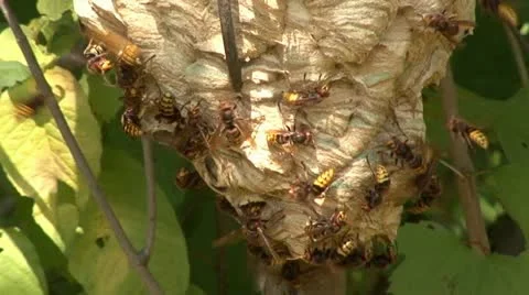 Wasps 1 Stock Footage 18189606