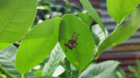 Wasps  (1) Stock Footage 227534870