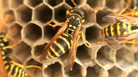 Wasps 10 Stock Footage 111382