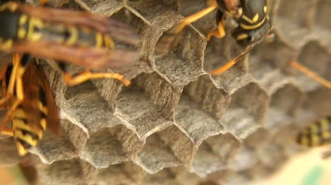 Wasps 11 Stock Footage 111399