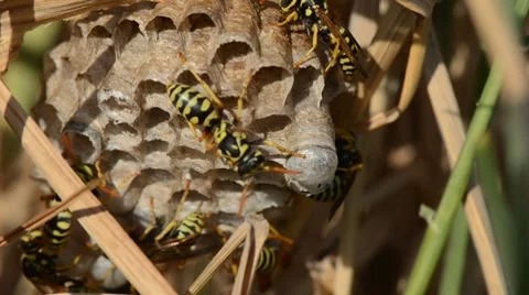 Wasps 1292 Stock Footage 8686541