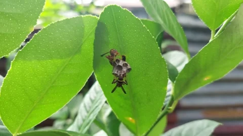 Wasps  (2) Stock Footage 227534895