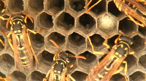 Wasps 3 Stock Footage