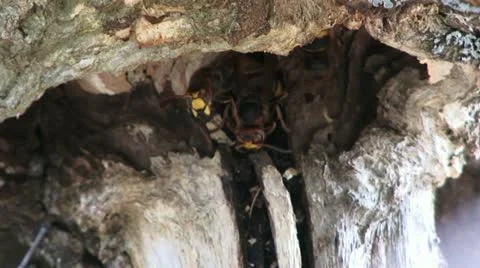 Wasps 3 Stock Footage 18189667