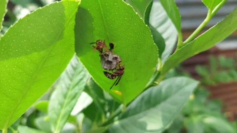 Wasps  (3) Stock-Footage 227534911