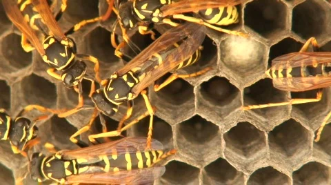 Wasps 4 Stock Footage 111320
