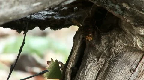Wasps 4 Stock Footage 18189673
