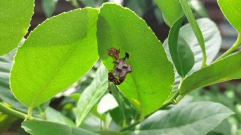 Wasps  (4) Stock Footage 227534874