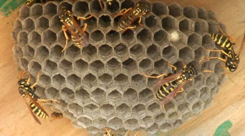 Wasps 5 Stock Footage 111328