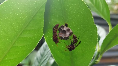 Wasps  (5) Stock Footage 227534898