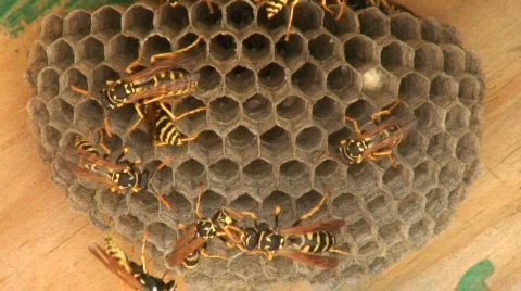 Wasps 6 Stock Footage 111333