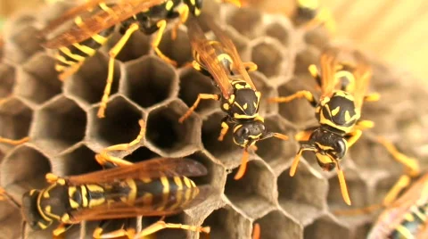 Wasps 7 Stock Footage 111341