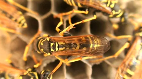 Wasps 8 Stock Footage 111351