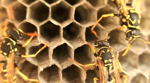 Wasps 9 Видео 111362