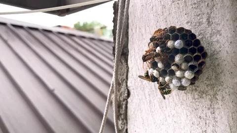 Wasps in activity around a nest attached to the wall of a house Stock-Footage 112350115