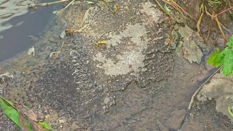 Wasps and bees drink from a muddy puddle - Soil Moisture and Pollinator Closeup Stock Footage 339810381