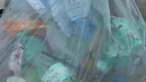 Wasps and other insects inside a garbage bag Stock Footage 141081516