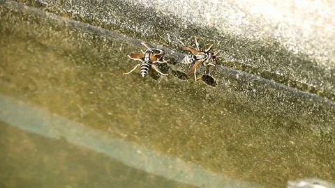 Wasps are floating on the water, drink the water. Stock Footage 102088665
