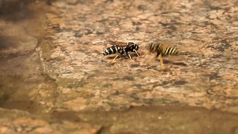 Wasps are floating on the water, drink the water. Stock Footage 102091369