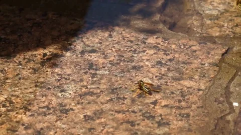 Wasps are floating on the water, drink the water. Stock Footage 102091378