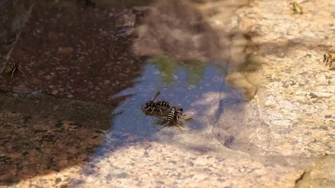 Wasps are floating on the water, drink the water. Stock Footage 102091383