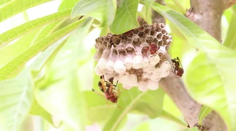 Wasps are nest and larvae inside Stock Footage 61079654
