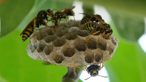 Wasps are nesting close up Stock Footage 252736123