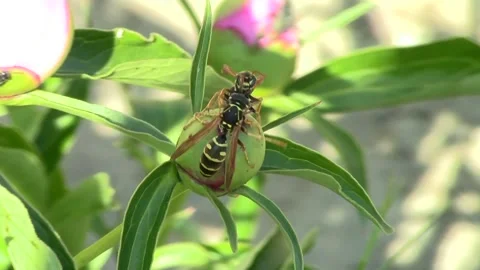 Wasps are struggling 스톡 동영상 89779292