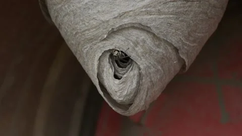 Wasps around their hive Video stock 157952336