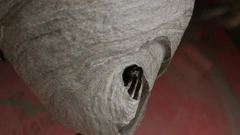 Wasps around their hive Video stock 157955288