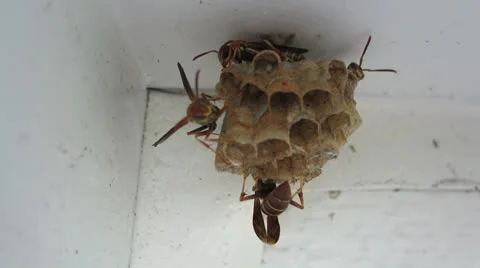 Wasps around a wasp nest 库存影片 12727152