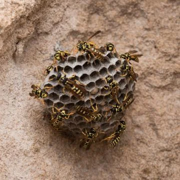 Wasps on the beach. Macro wasp hive on stone background. Croped for sq. banne Stock Photos