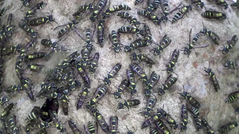 Wasps black and yellow moving in and out of a hive Eumeninae eumeninos Vidéo 174875641