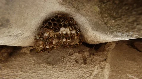 Wasps With Black &amp; Yellow Strips Crawling on Honeycomb in Dug Slate Closeup Top Stock Footage 66191144
