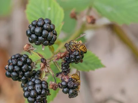 Wasps on Blackberries Stock Photos