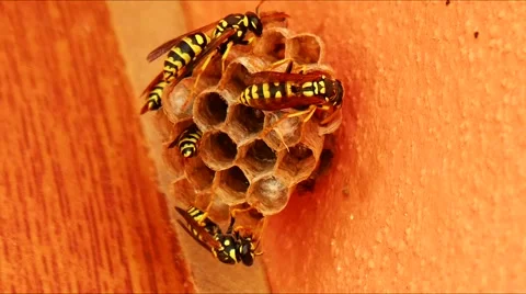 Wasps building a nest (4K) Stock Footage 50919962