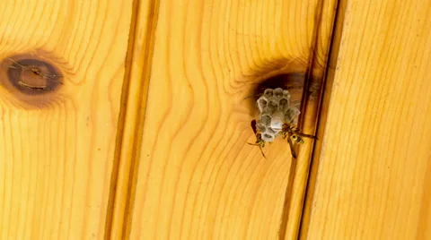 Wasps Building Nest Time Lapse Stock Footage 39655450