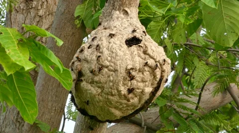 Wasps building a nest on tree. Stock Footage 53297891