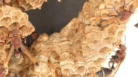 Wasps climb into the nest. Stock-Footage 105724825