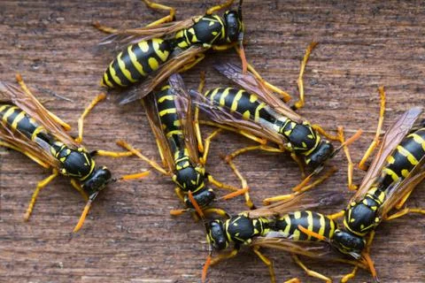 Wasps closeup Stock Photos